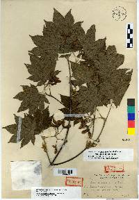 Acer pseudosieboldianum image