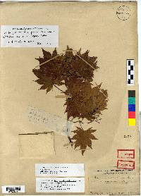 Acer pseudosieboldianum image