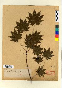 Acer pseudosieboldianum image