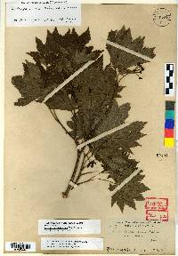 Acer pseudosieboldianum image