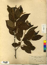 Alnus japonica image