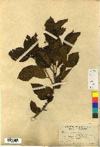Alnus japonica image
