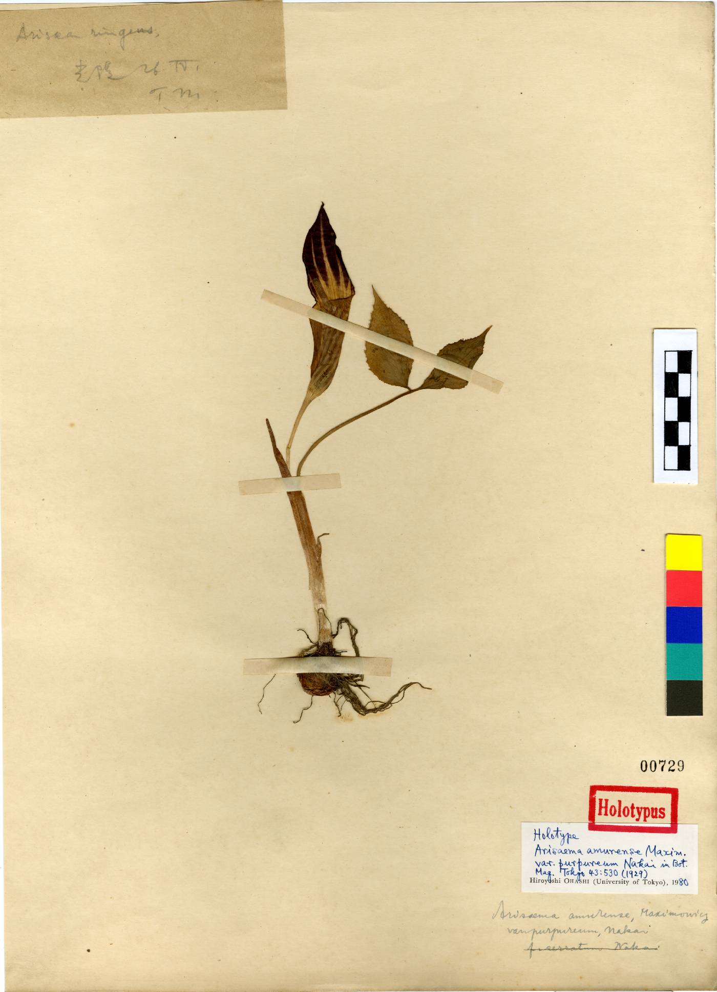 Arisaema amurense image