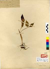 Image of Arisaema amurense