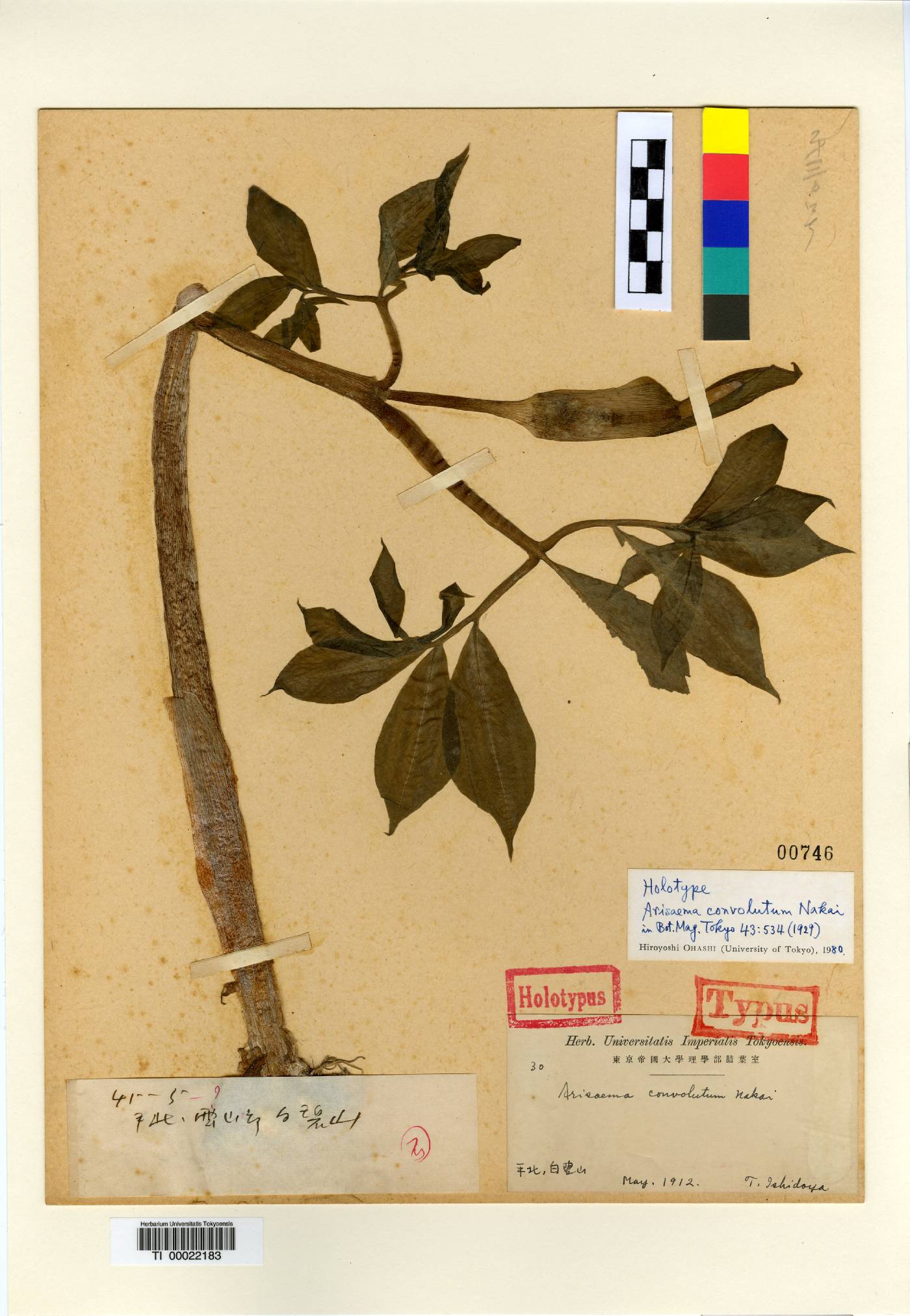 Arisaema serratum image