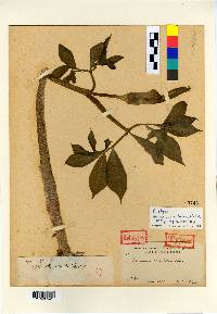 Arisaema serratum image