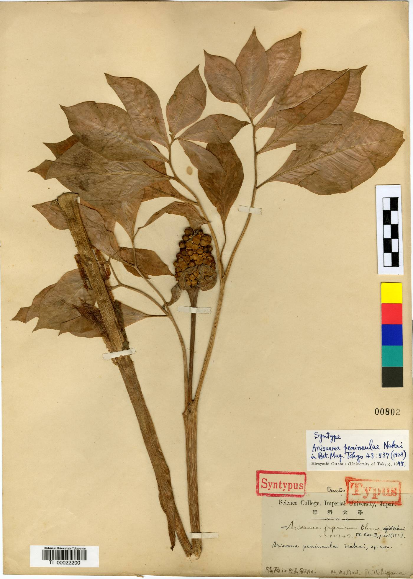 Arisaema serratum image