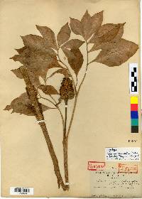 Arisaema serratum image