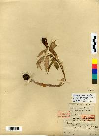 Arisaema serratum image