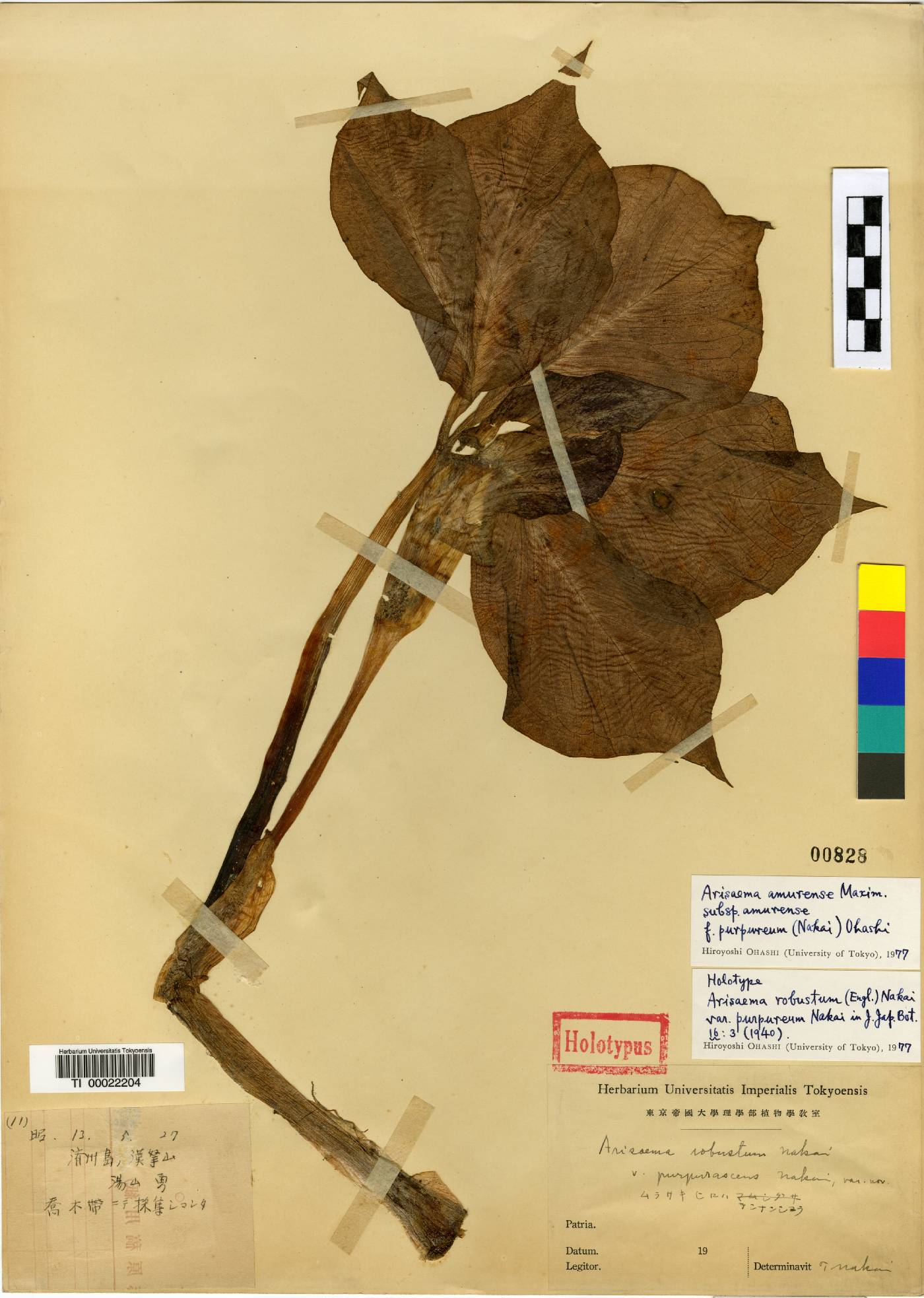 Arisaema amurense image