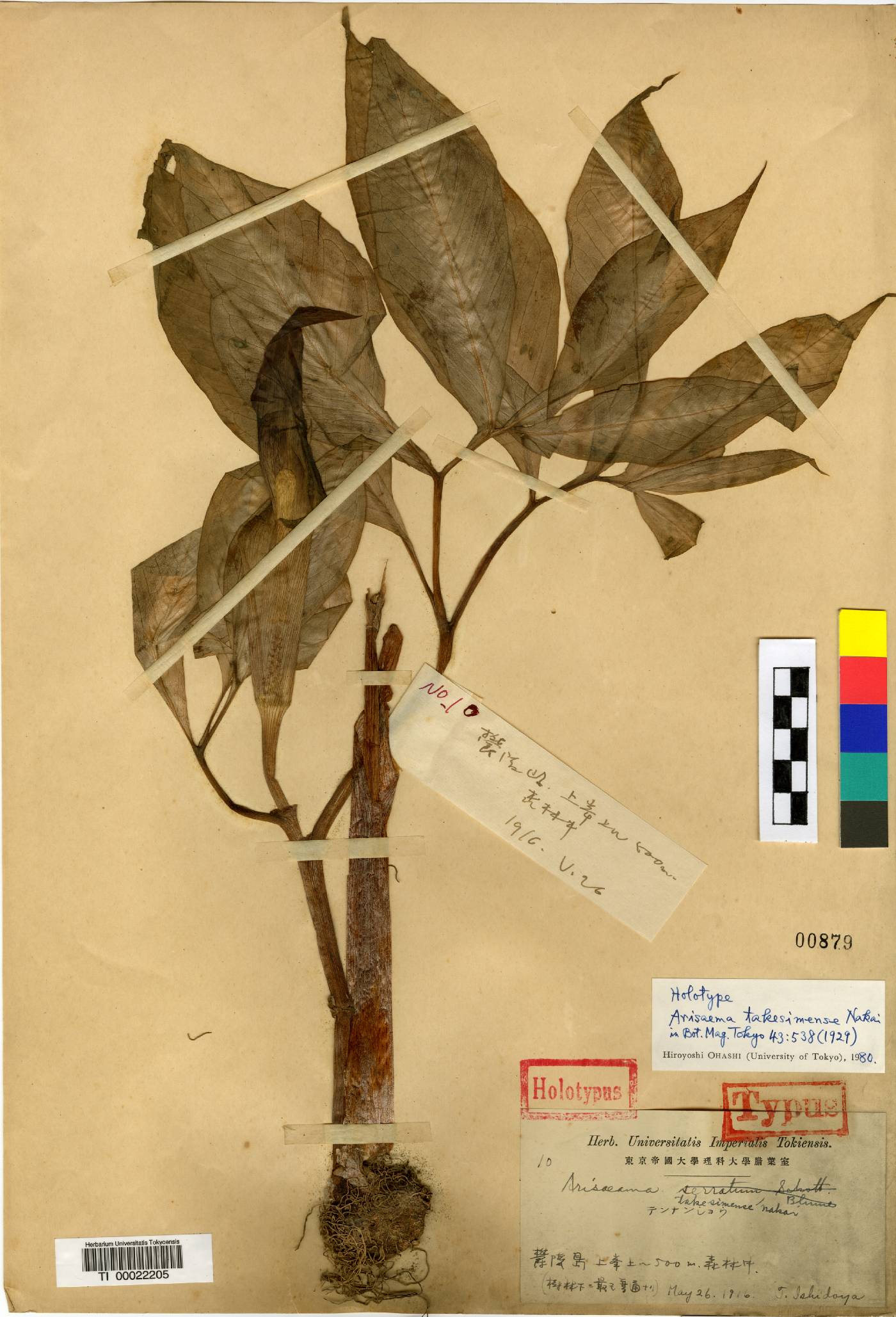 Arisaema japonicum image