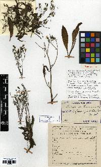 Ixeris chinensis image