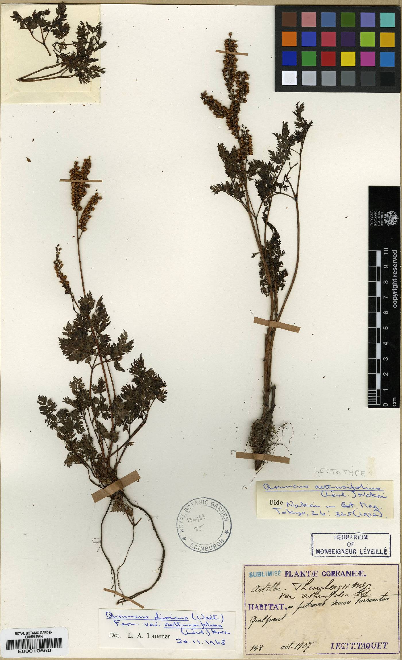 Aruncus sylvester image