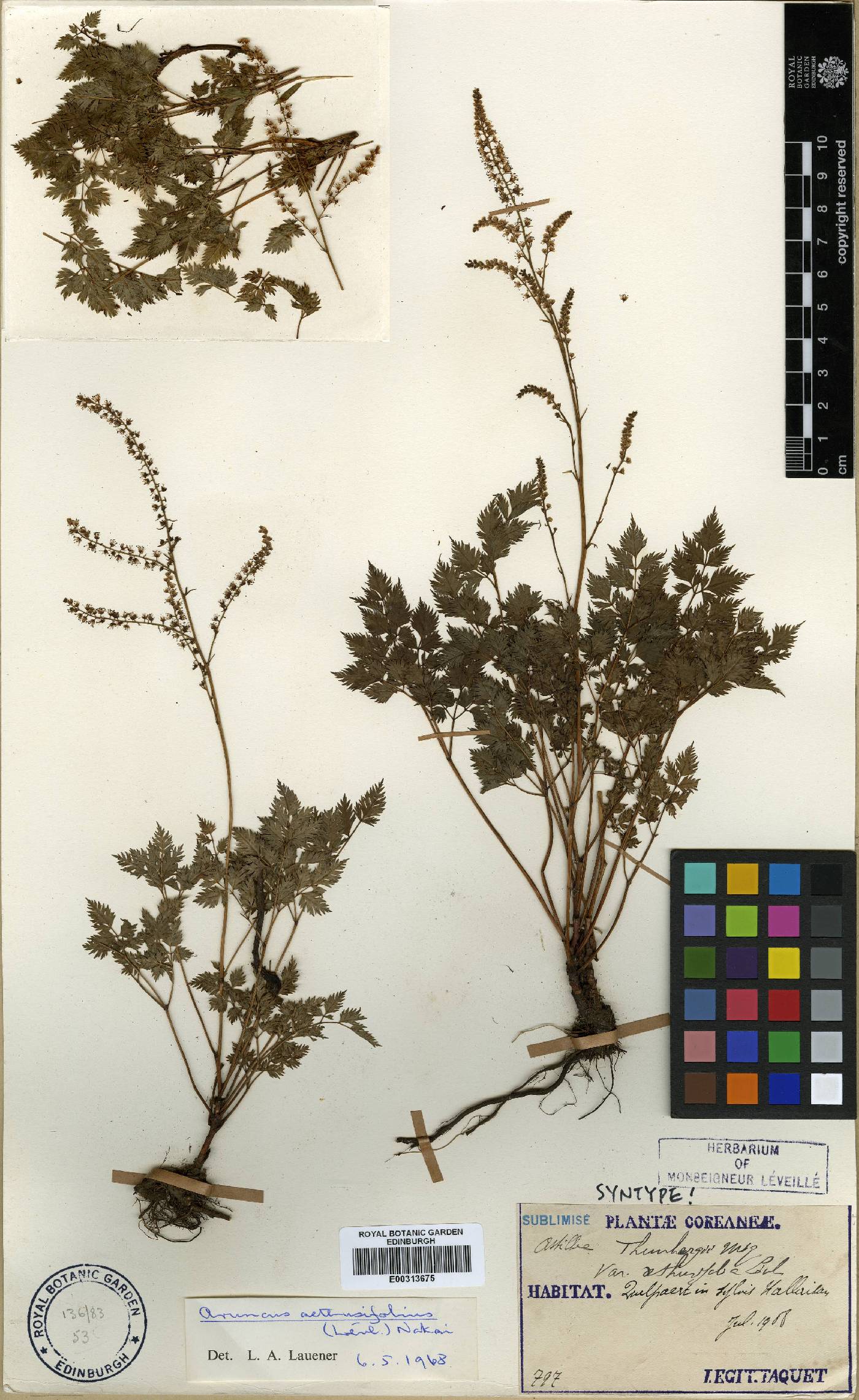 Aruncus sylvester image