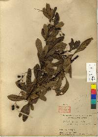 Berberis koreana image