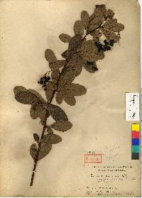 Berberis koreana image