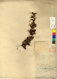 Berberis amurensis image