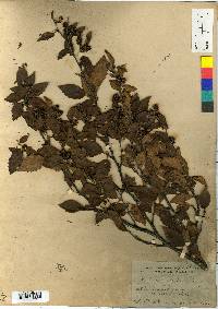 Betula chinensis image