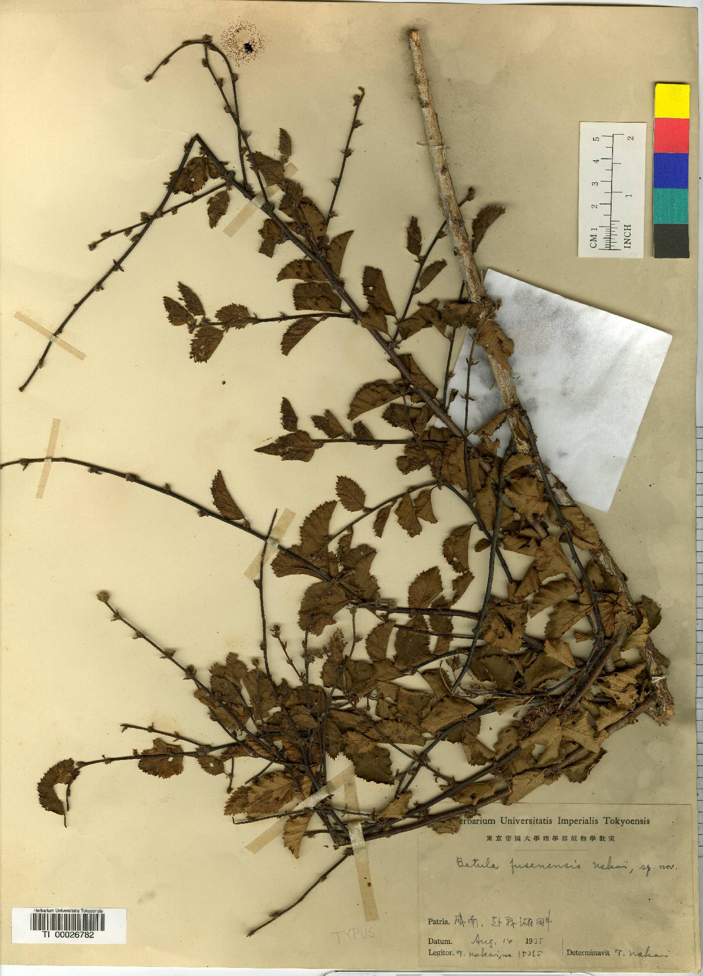 Betula fruticosa image
