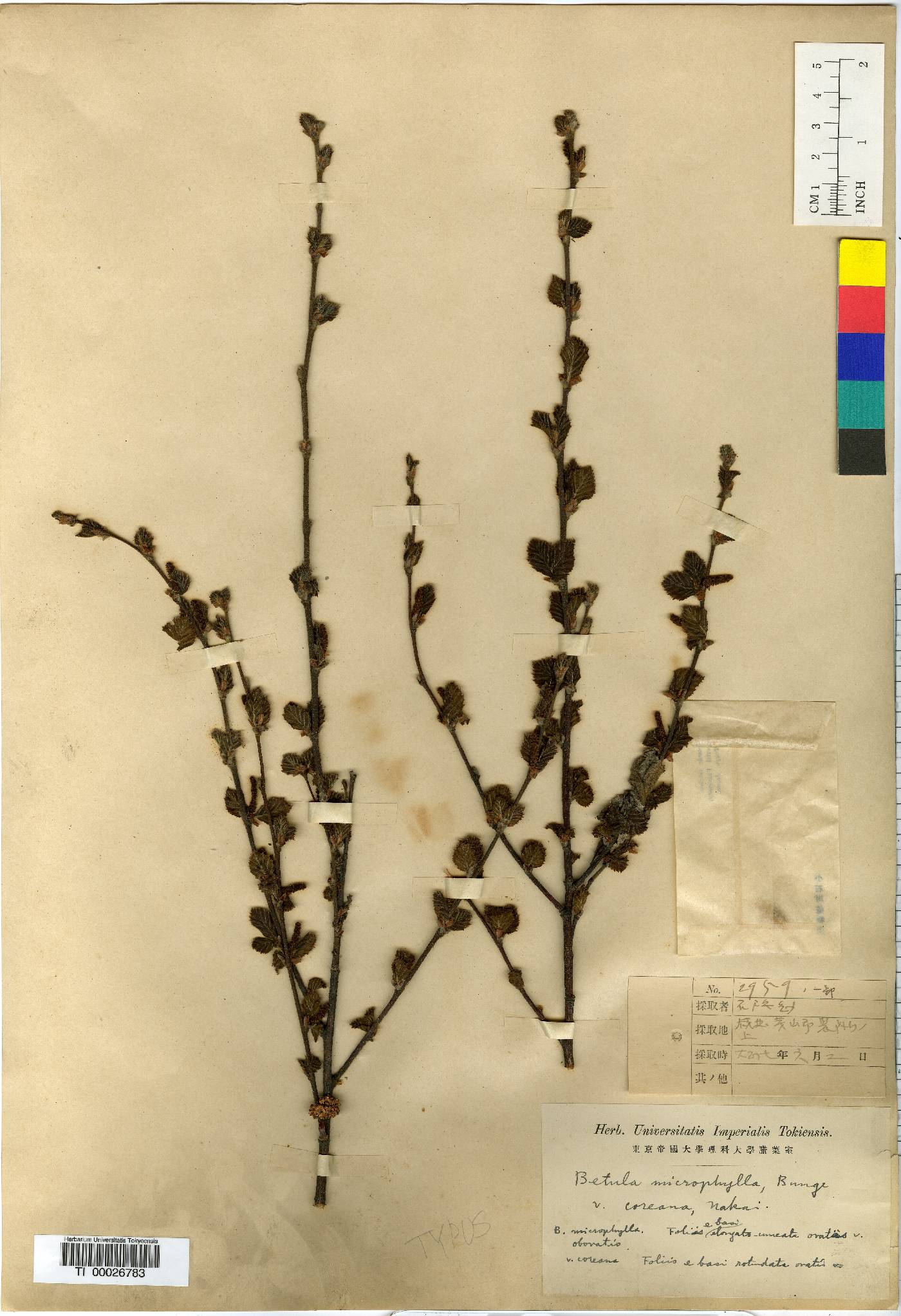 Betula fruticosa image