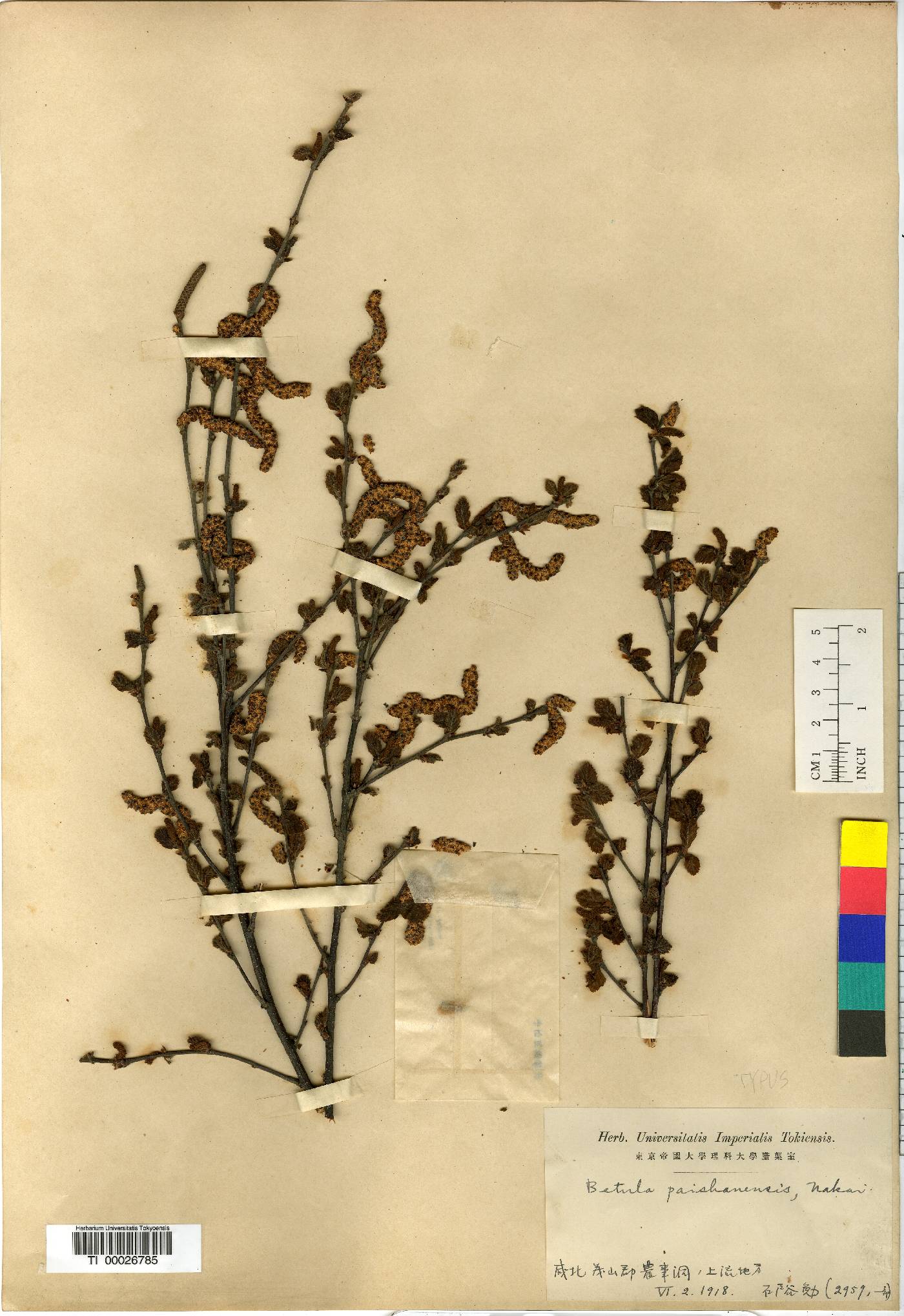 Betula fruticosa image