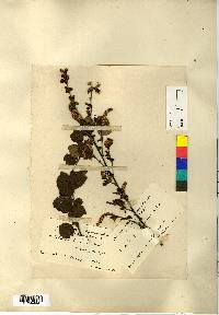 Betula fruticosa image