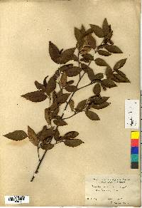 Betula schmidtii image