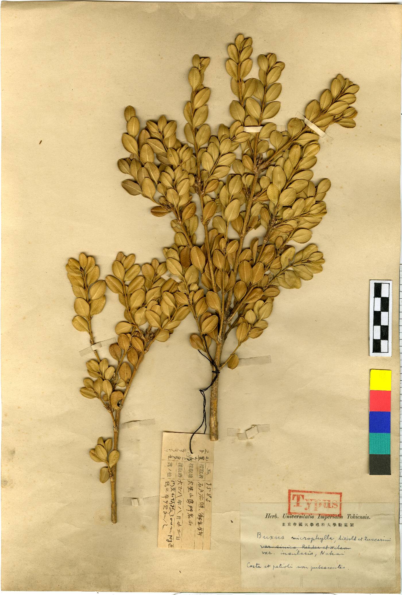 Buxaceae image