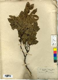 Carpinus turczaninovii image