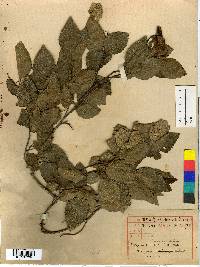 Carpinus turczaninovii image