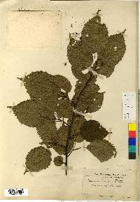 Carpinus laxiflora image