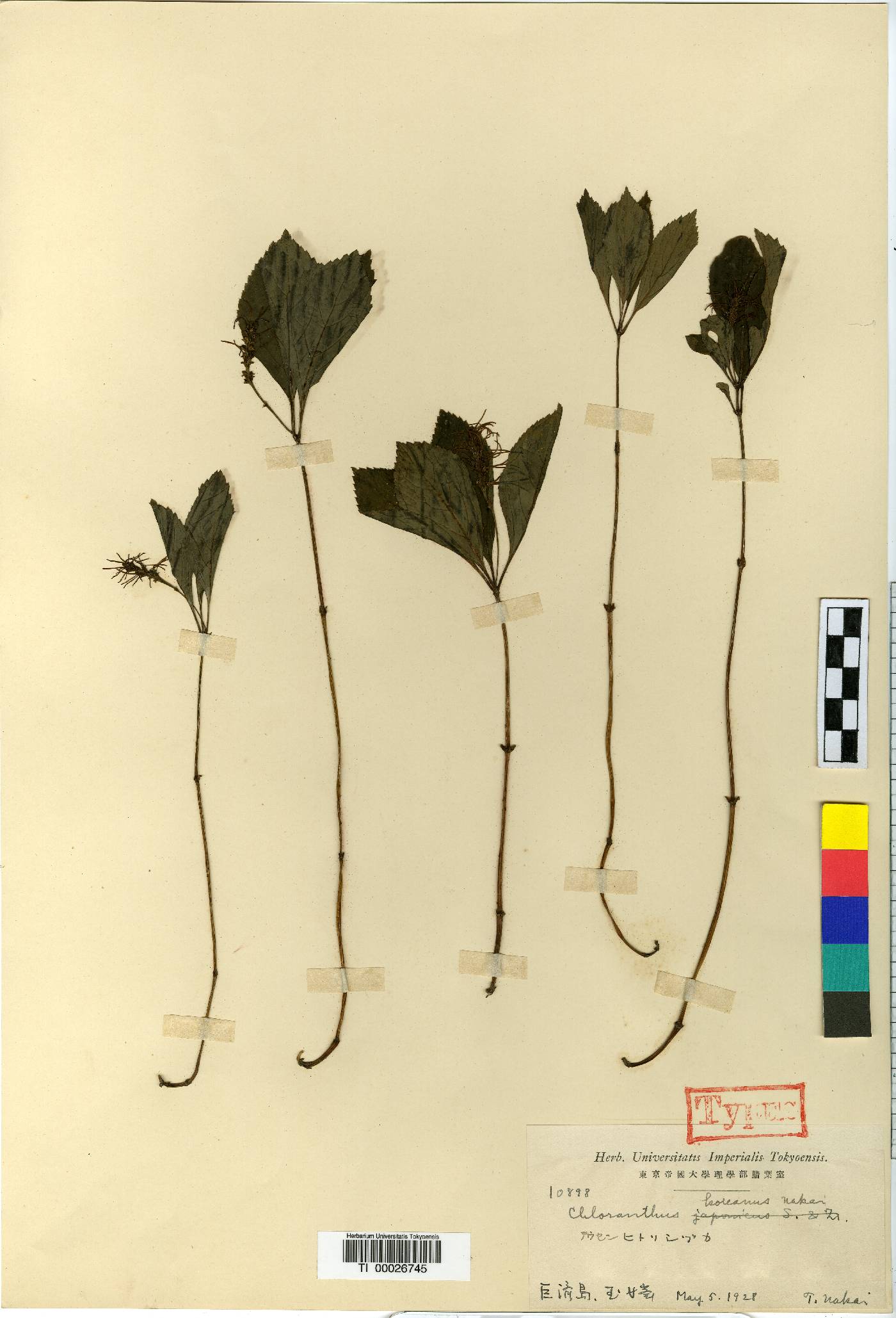 Chloranthaceae image