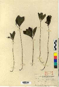 Image of Chloranthus fortunei