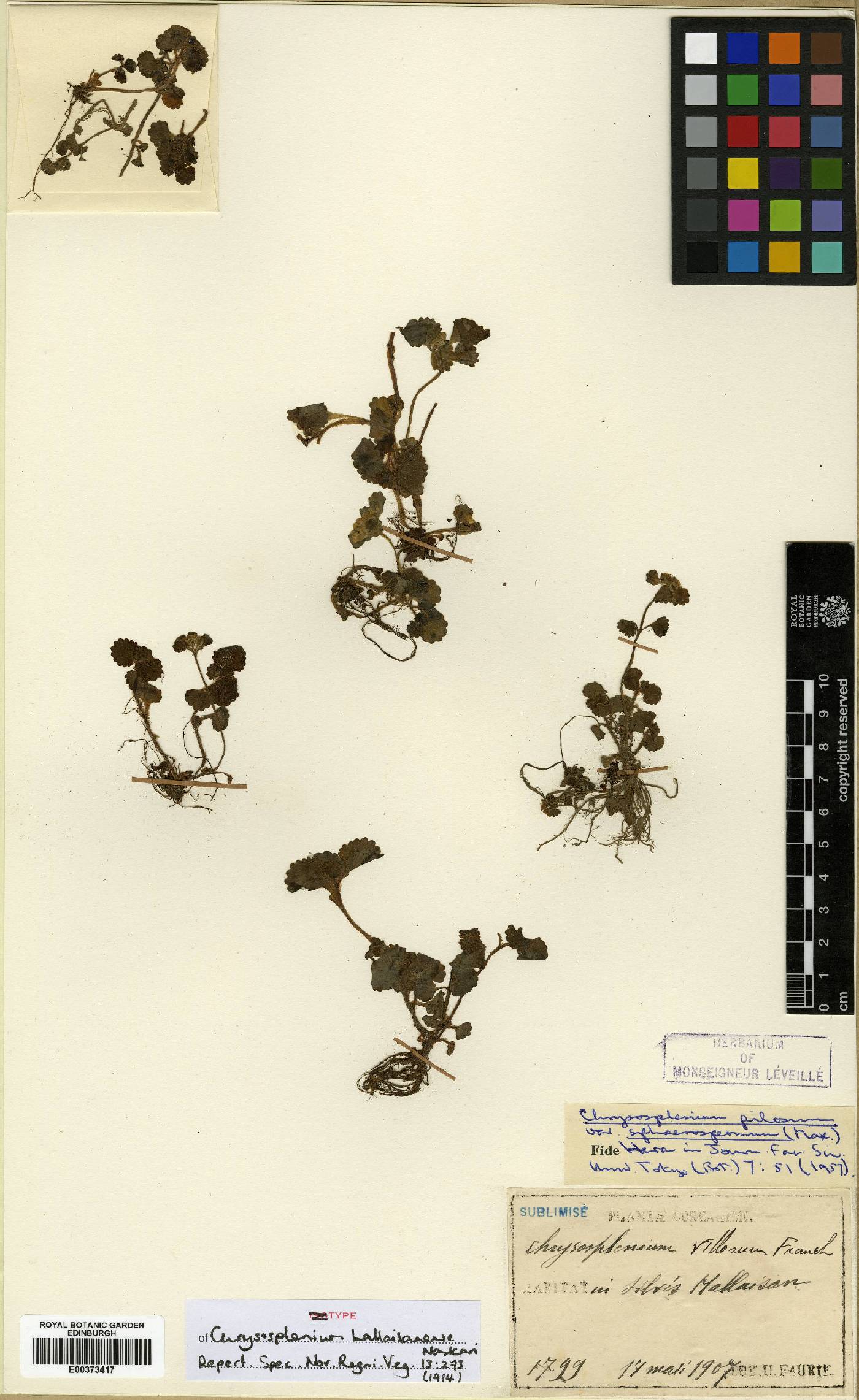 Chrysosplenium pilosum image