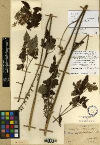 Image of Actaea simplex