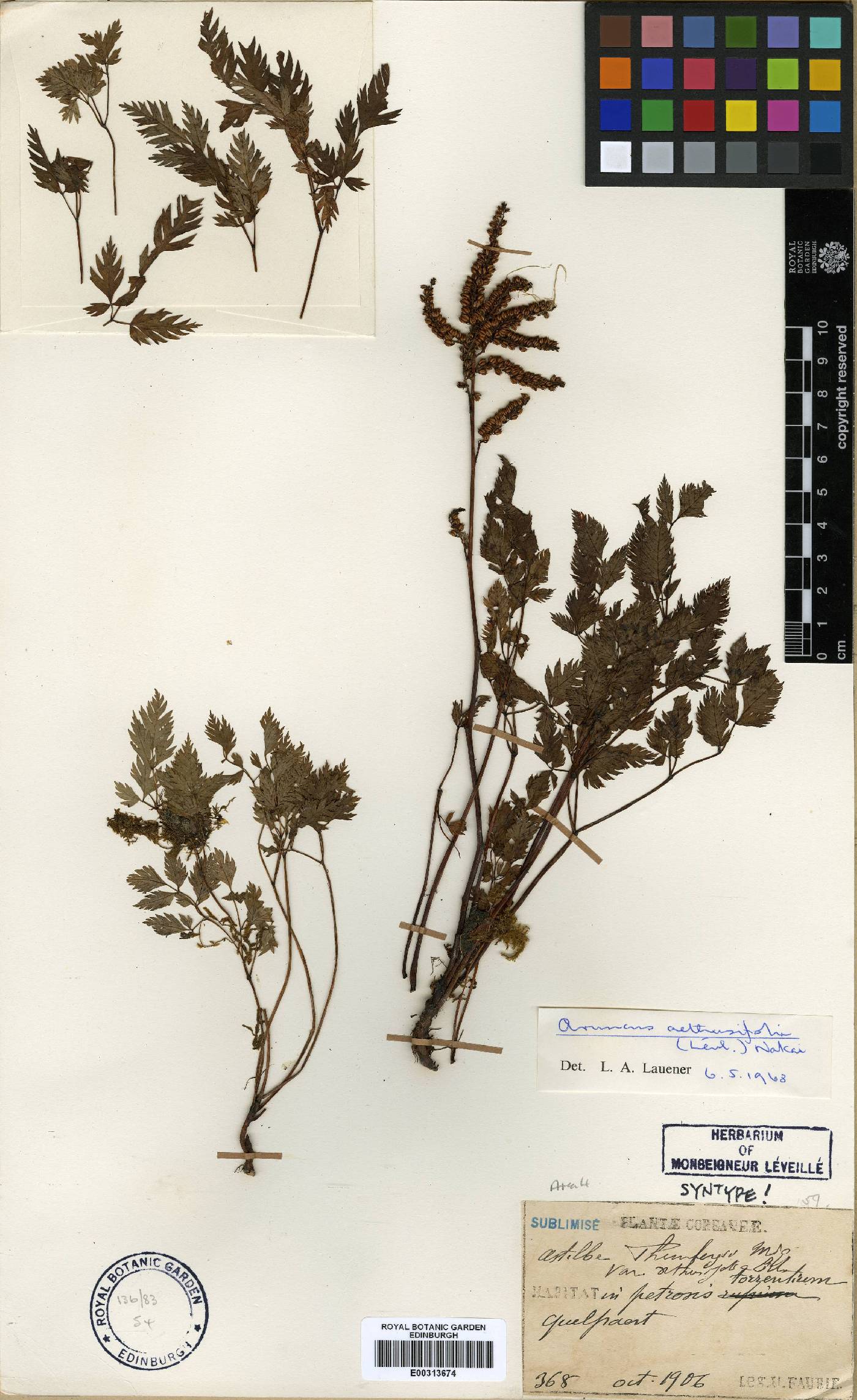 Aruncus sylvester image