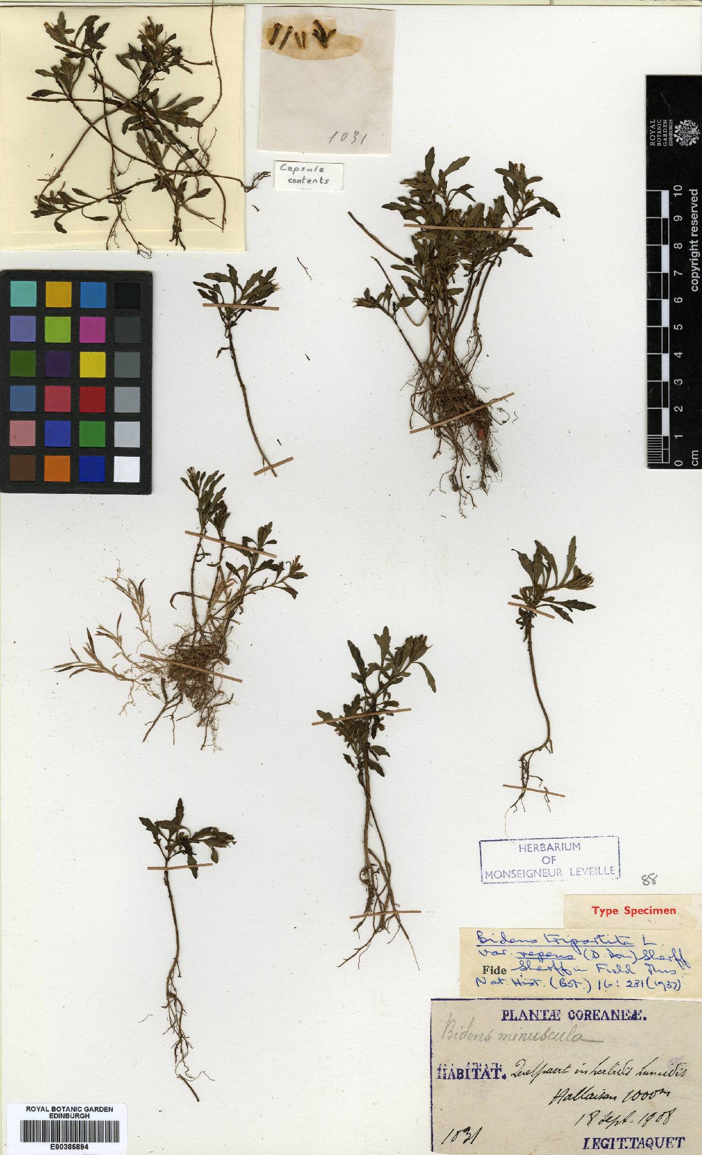 Bidens tripartita image
