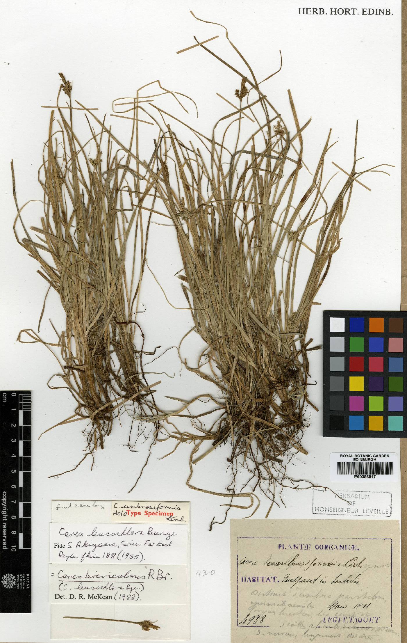 Carex breviculmis image