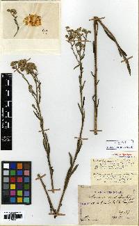 Turczaninovia fastigiata image