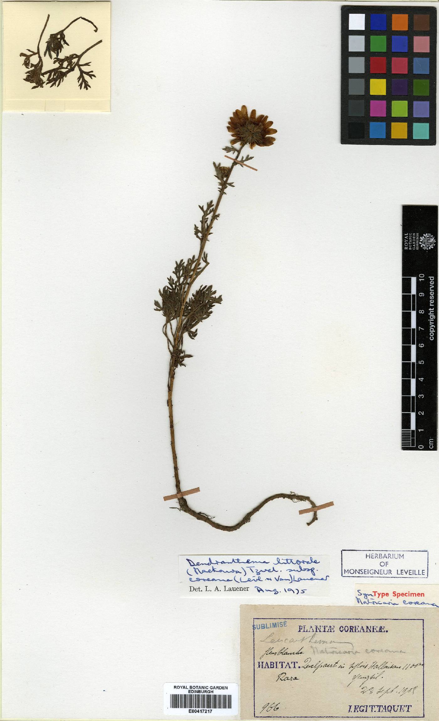 Chrysanthemum oreastrum image