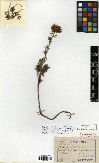 Chrysanthemum oreastrum image