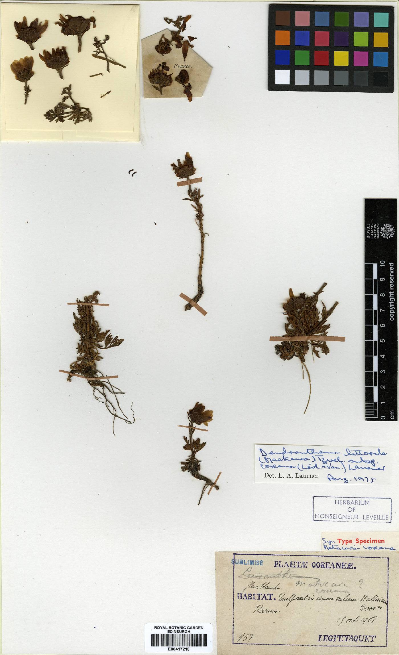 Chrysanthemum oreastrum image