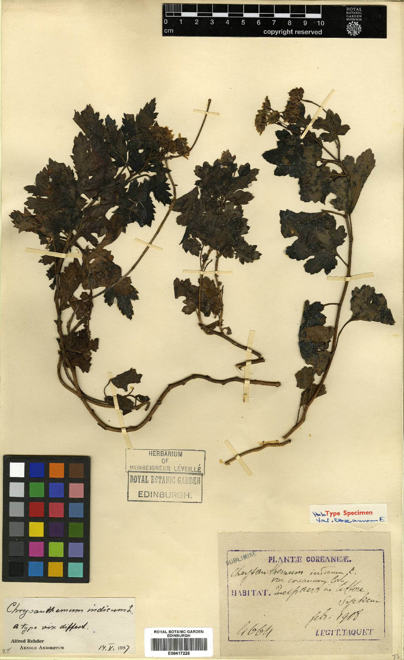 Chrysanthemum indicum image