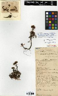 Chrysanthemum oreastrum image