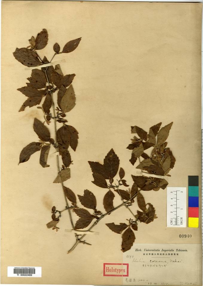 Zabelia biflora image