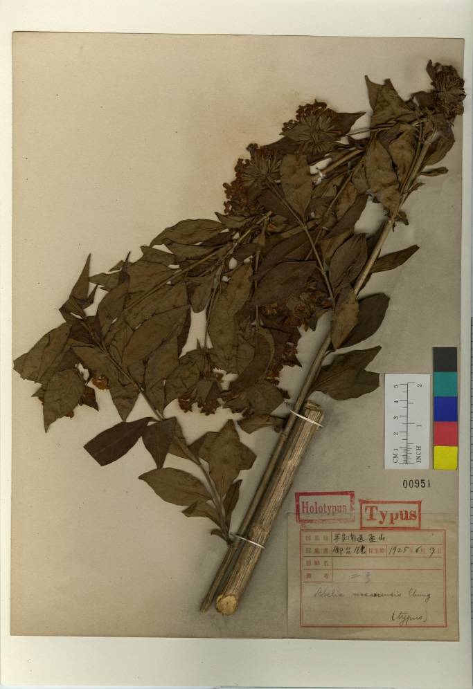 Zabelia tyaihyonii image