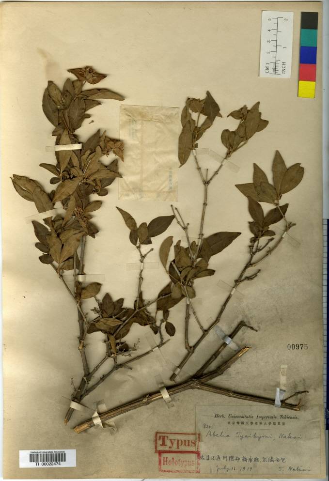 Zabelia tyaihyonii image