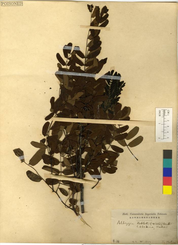 Albizia macrophylla image