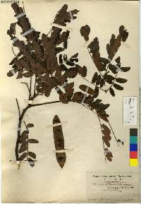 Image of Albizia macrophylla