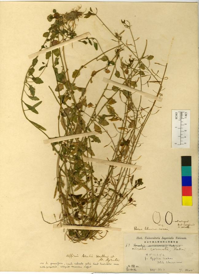 Arabidopsis halleri image